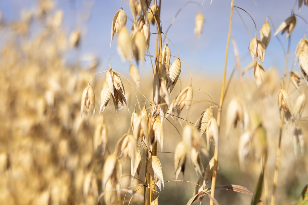 Canadian Grown Oats