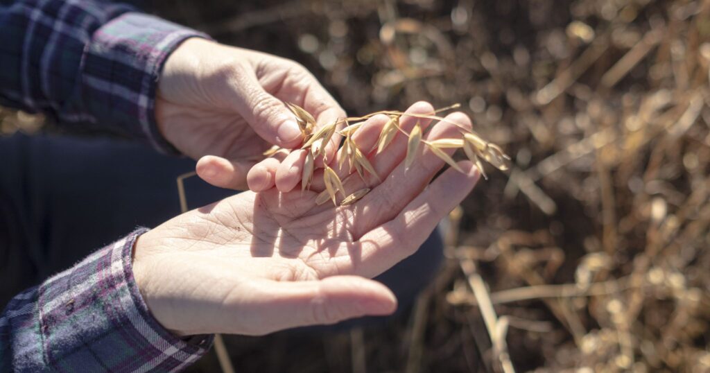 Freshly harvested oats before processing