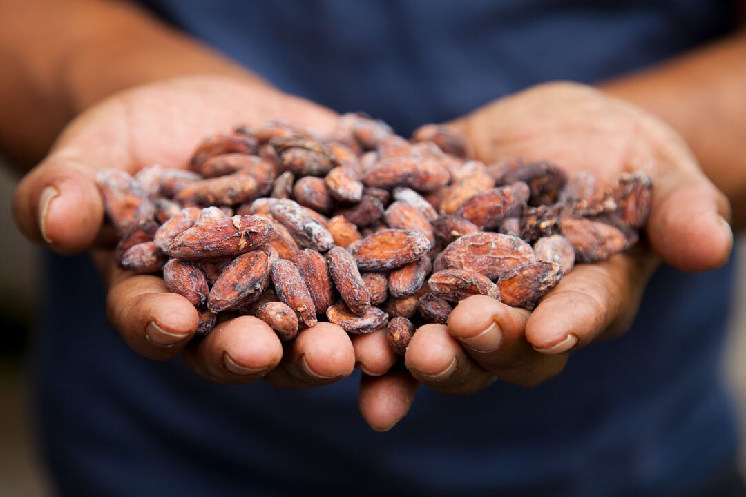 Cacao seeds